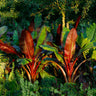 Red Abyssinian Banana Tree