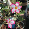 Desert Rose Adenium