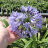 Blue Agapanthus (Lily of the Nile)