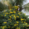 Allamanda Vine