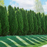 American Arborvitae