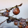 American Persimmon Tree