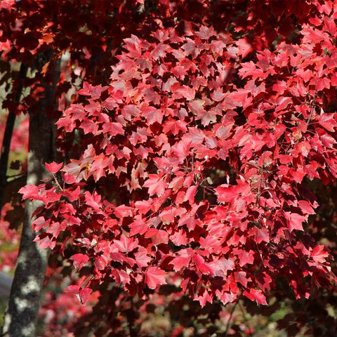 “Bright red leaves of a Red Maple Tree in full autumn splendor