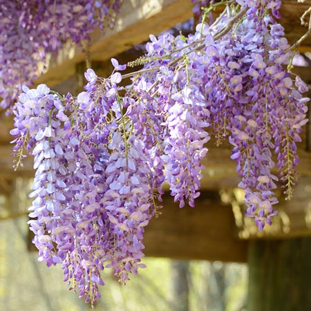 Purple American Wisteria blooms hanging from a wooden structure.