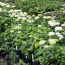 Annabelle Hydrangea Shrub