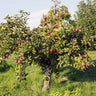 Arkansas Black Apple Tree