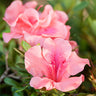 Autumn Coral®  Encore® Azalea