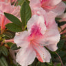 Autumn Chiffon®  Encore® Azalea