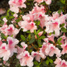 Autumn Chiffon®  Encore® Azalea