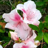 Autumn Chiffon®  Encore® Azalea