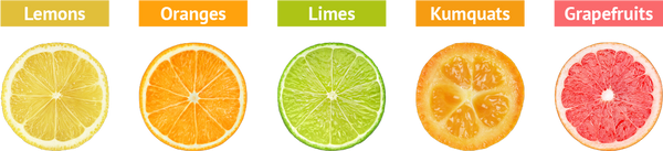 Citrus Trees product with labels and slices of lemon, orange, lime, kumquat, grapefruit.