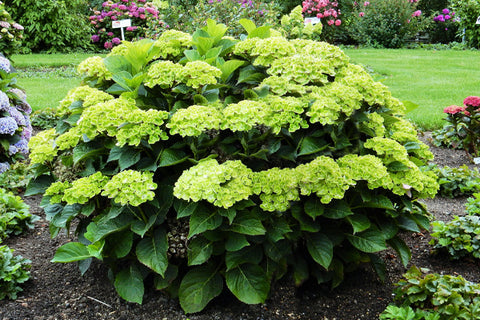 Lush green Bigleaf Hydrangeas in full bloom in a well-maintained garden.