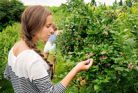 Girl picking top Hat Blueberries from a bush