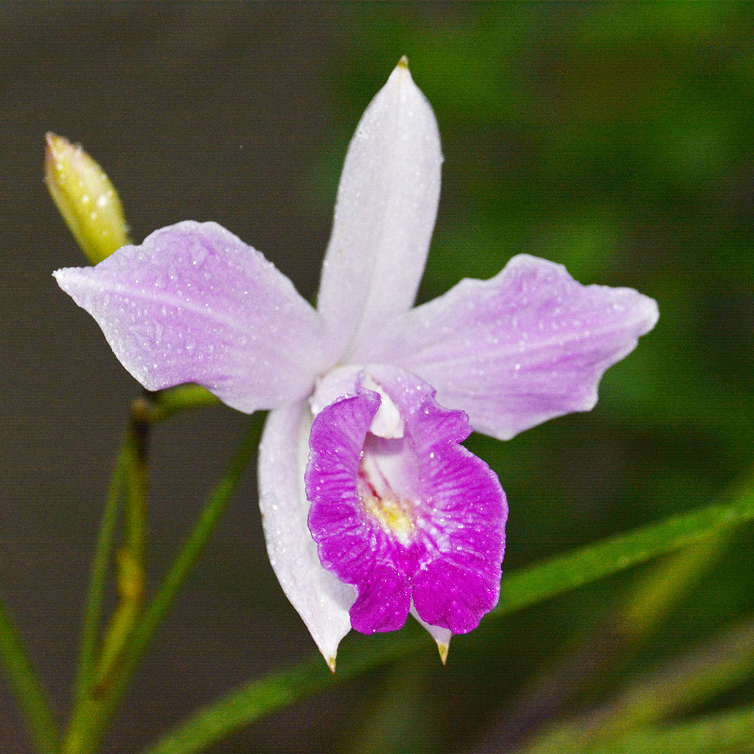 Bamboo Orchid