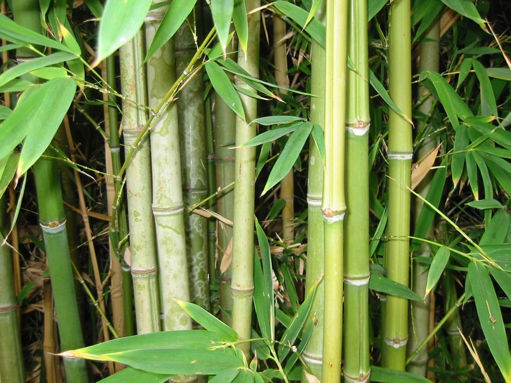 Bamboo stick. A stick of bamboo with a new shoot growing