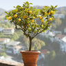 Bearss Lemon Tree