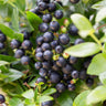 Bushel and Berry® BerryBux® Blueberry