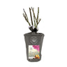 Eleganza® Beverly™ Rose Shrub in Fiber Pot