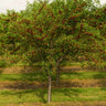 Bing Cherry Tree