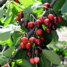 Bing Cherry Tree