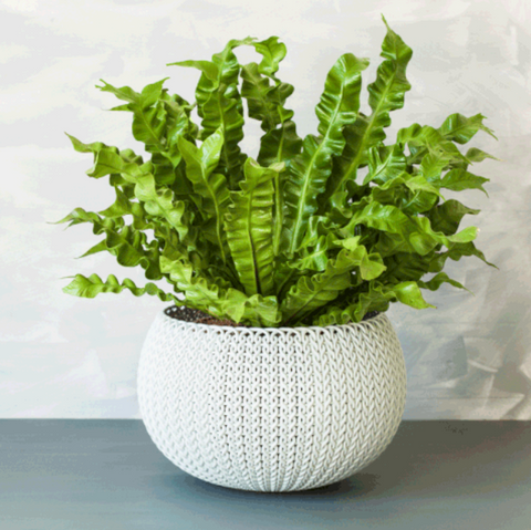 Air-Purifying Houseplants