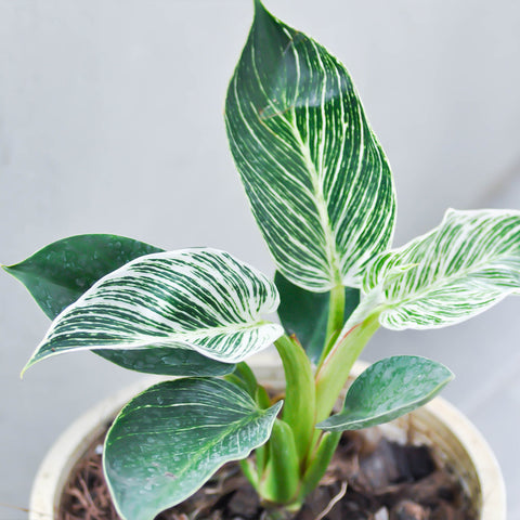 Repotting a vibrant green and white striped plant in a small pot.