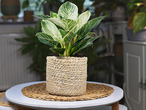 “Vibrant green and white variegated Birkin plant in a woven pot.