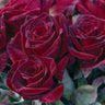 Black Baccara® Rose