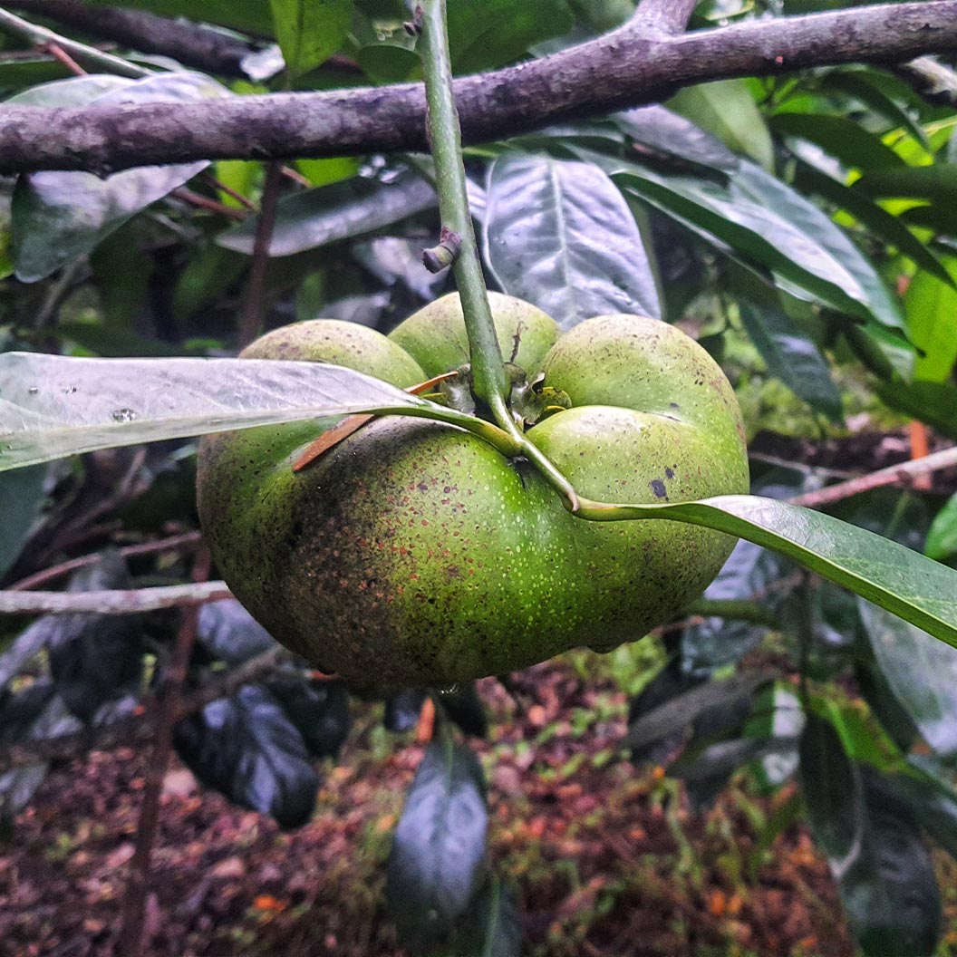 Chocolate Persimmon Tree