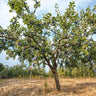 Black Ice Plum Tree