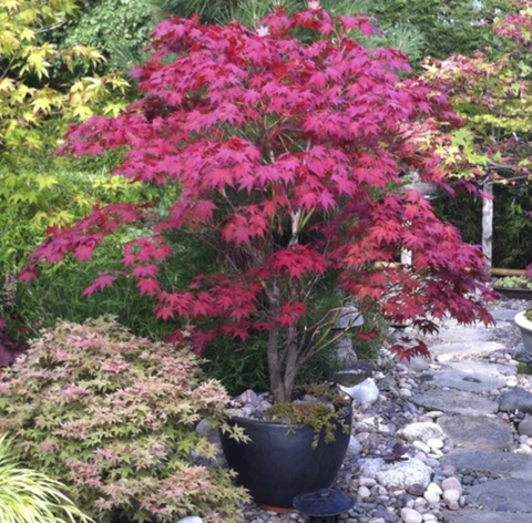 Caring for the Bloodgood Japanese Maple