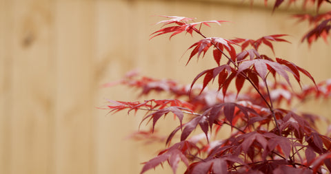 Bloodgood Japanese Maple with vibrant red leaves against a wooden fence