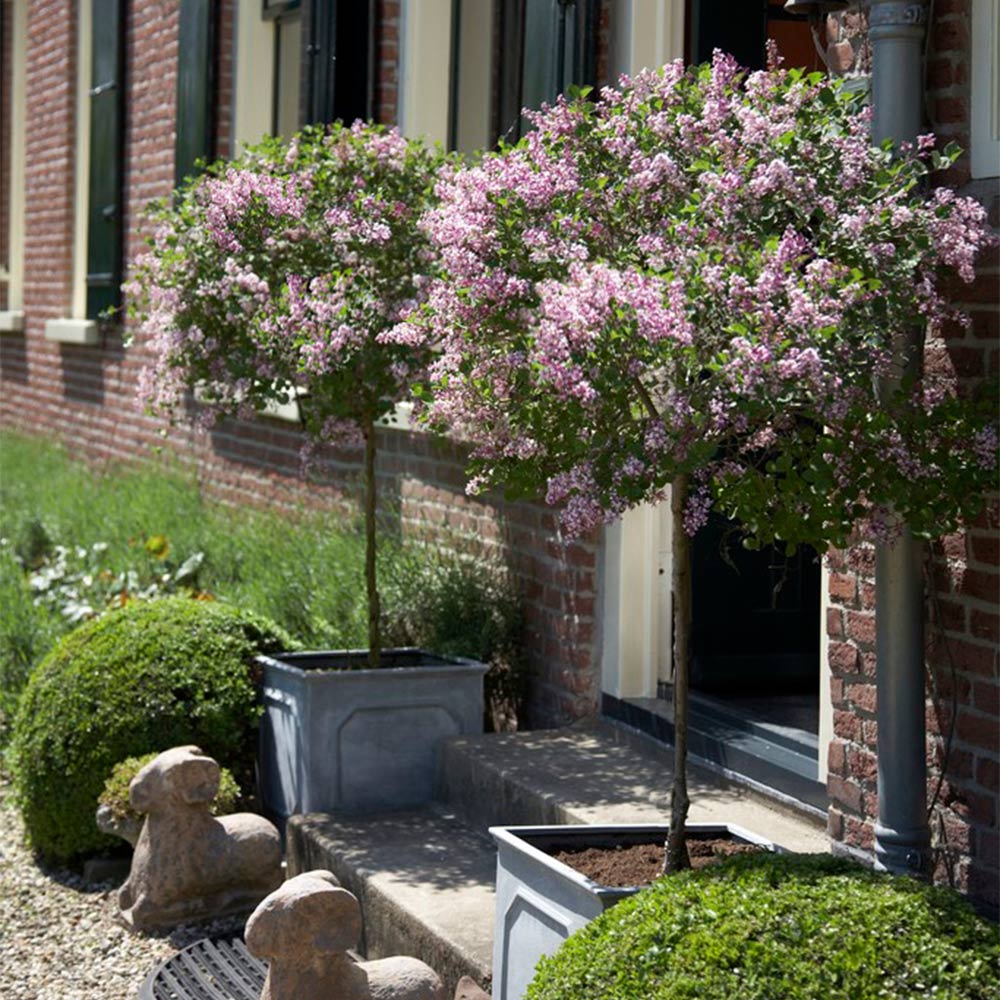 Bloomerang¬Æ Dark Purple Reblooming Lilac (Tree-Form)