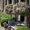 Bloomerang® Lilac Tree