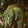 Blue Weeping Alaskan Cedar