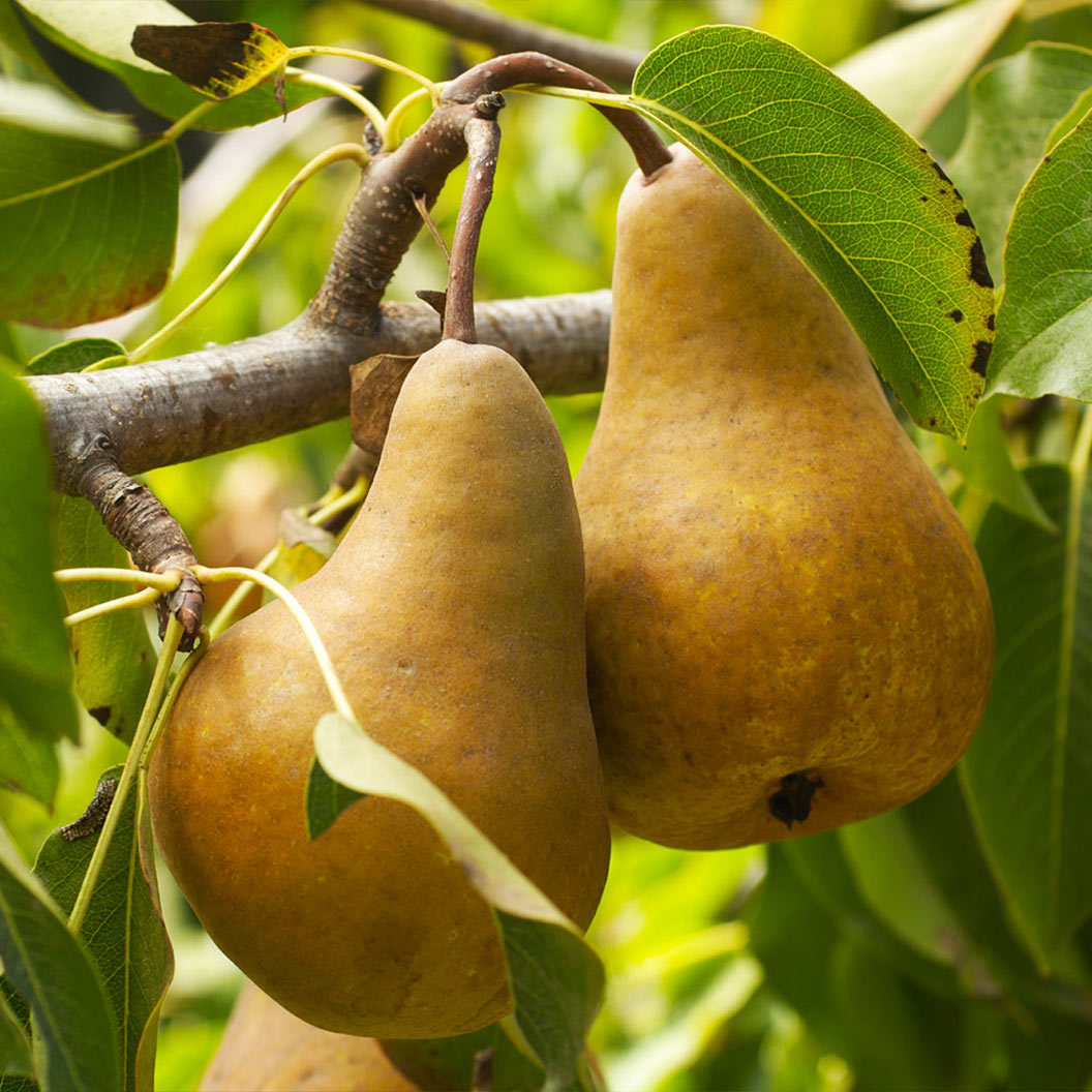 Bosc Pear