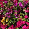 Multi-Color Bougainvillea Tree