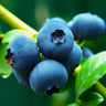 Brightwell Blueberry