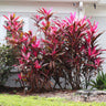 Red Sister Cordyline