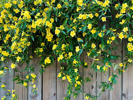 Carolina jasmine blooms in a sunny, vibrant yellow