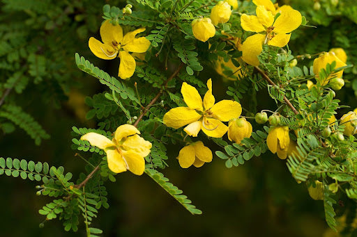 Cassia trees feature clusters of yellow blooms.