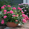 Cityline® Paris Bigleaf Hydrangea