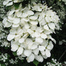 Constellation® White Dogwood