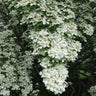 Constellation® White Dogwood