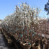 Corinthian White Double Flowering Peach Tree