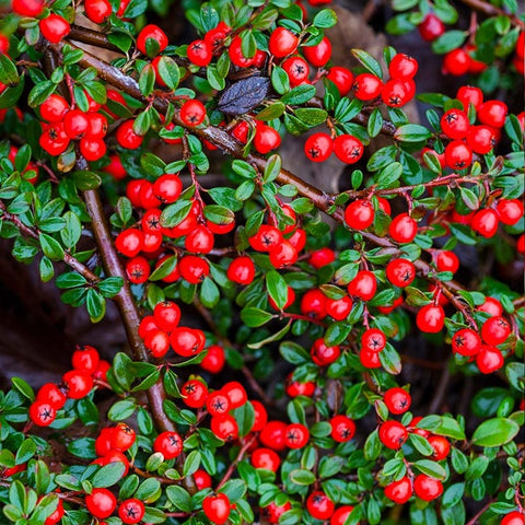 “Bright red berries amidst vibrant green leaves