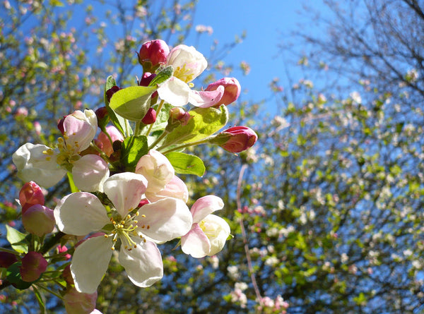 Dogwood Tree