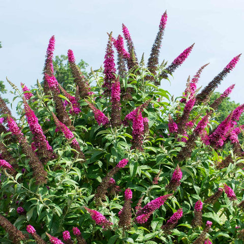 Purple flower trees