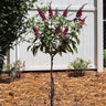 CranRazz™ Butterfly Bush (Tree Form)