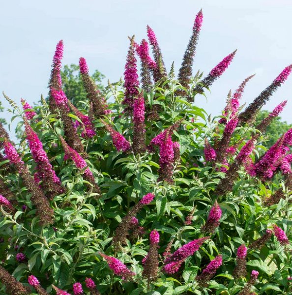 CranRazz Butterfly Bush